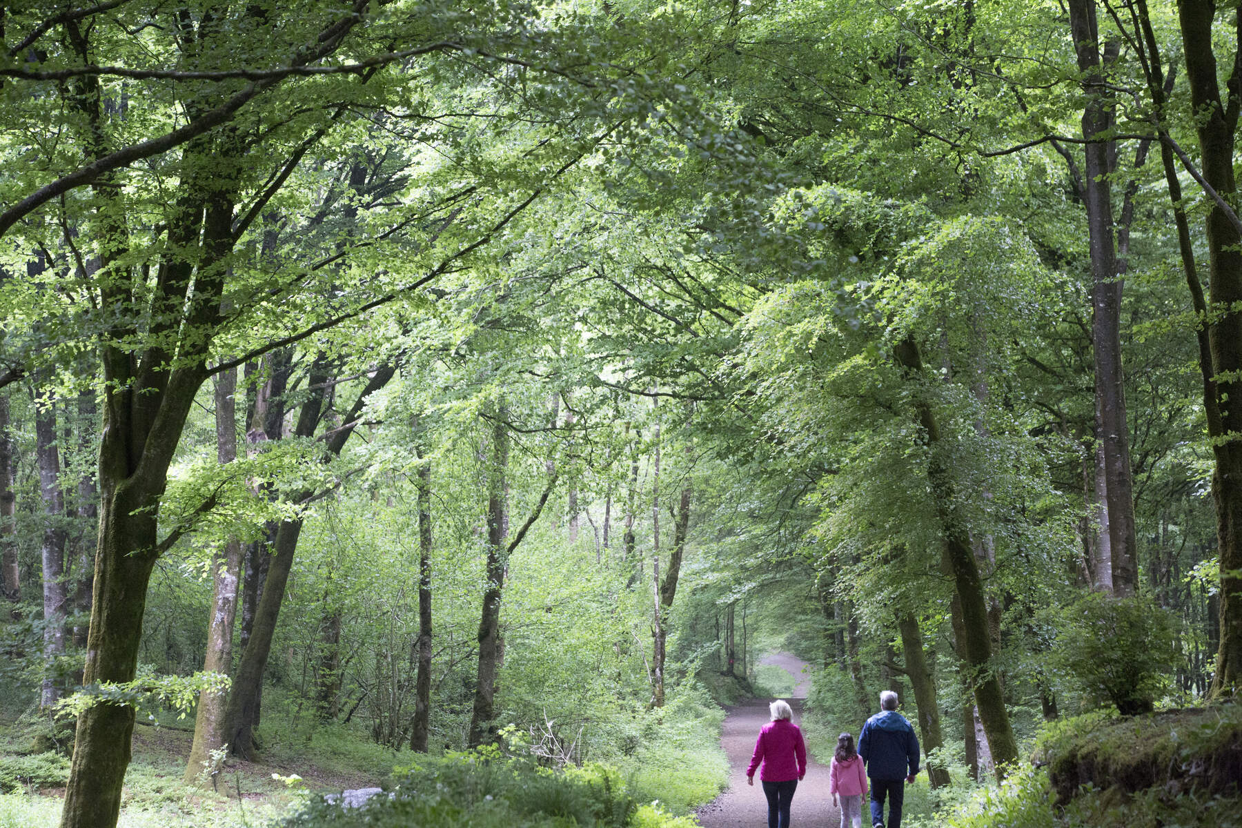 Mullaghmeen Forest Finnea Co Westmeath Web Size